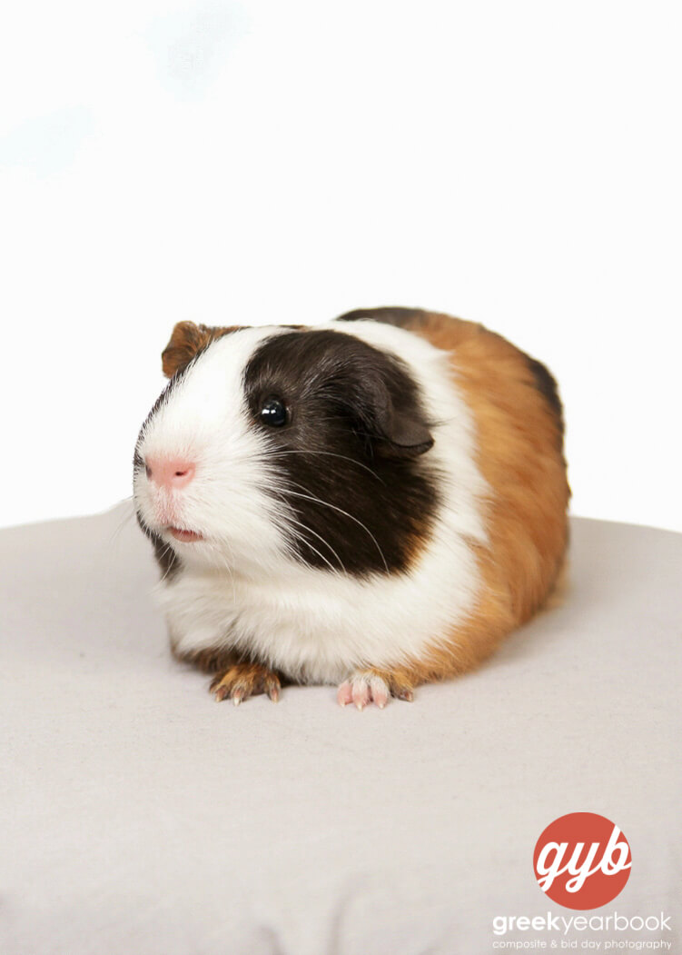 house guinea pig