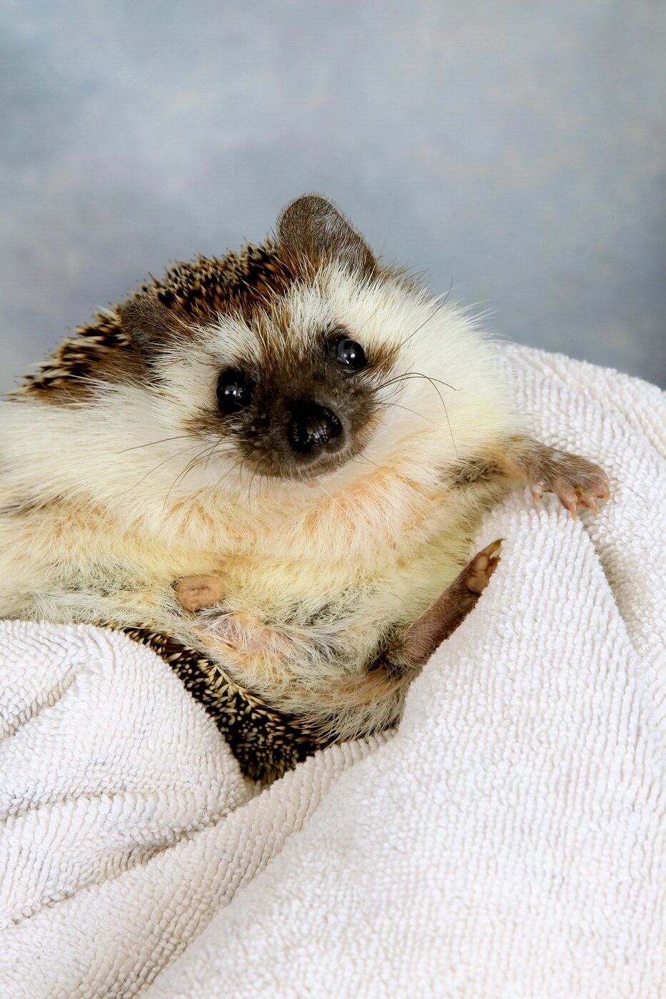 Copy of Groot - UMD XPhi S19 house hedgehog