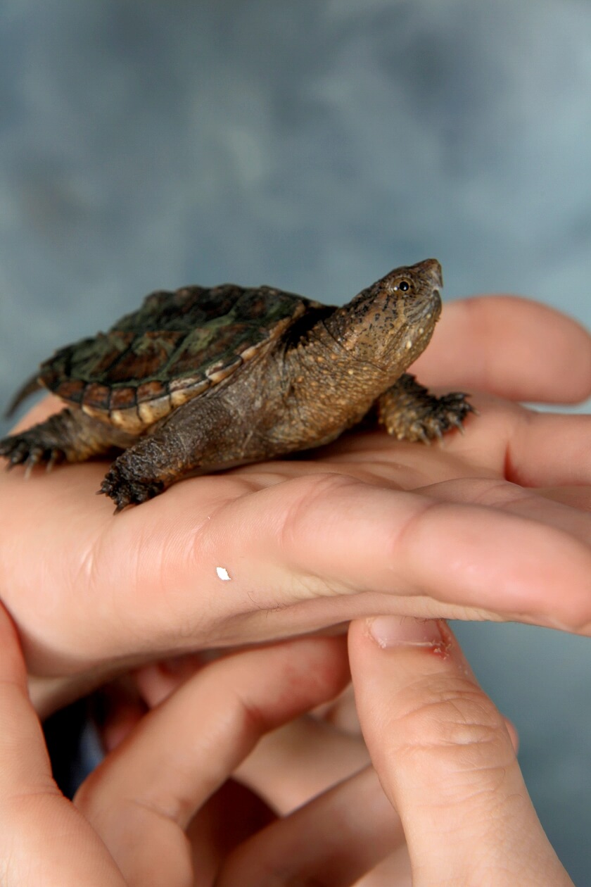 Copy of Norman - UMD SX F17 (1) house turtle