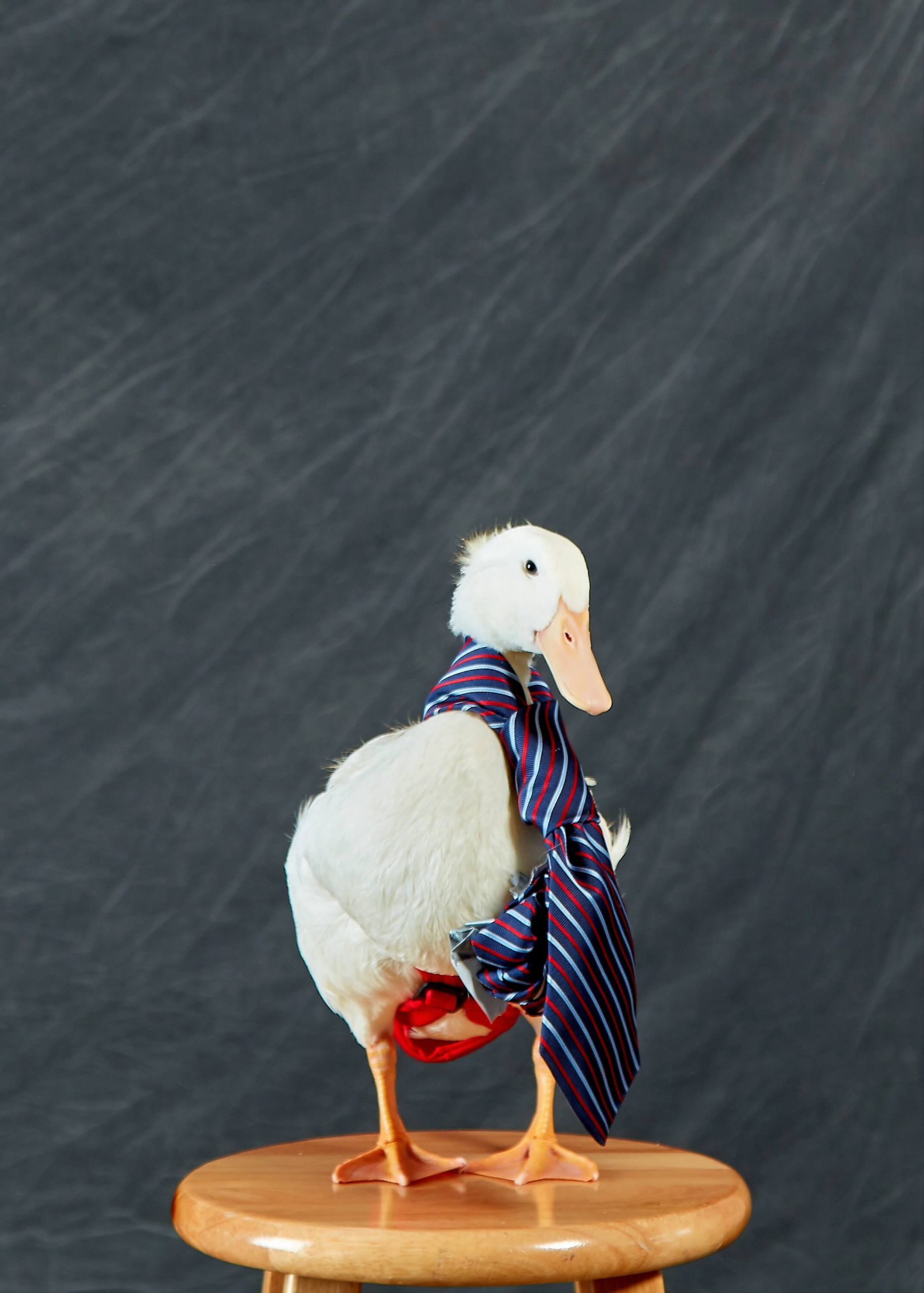 Copy of Zurk-Oklahoma, DTD house duck