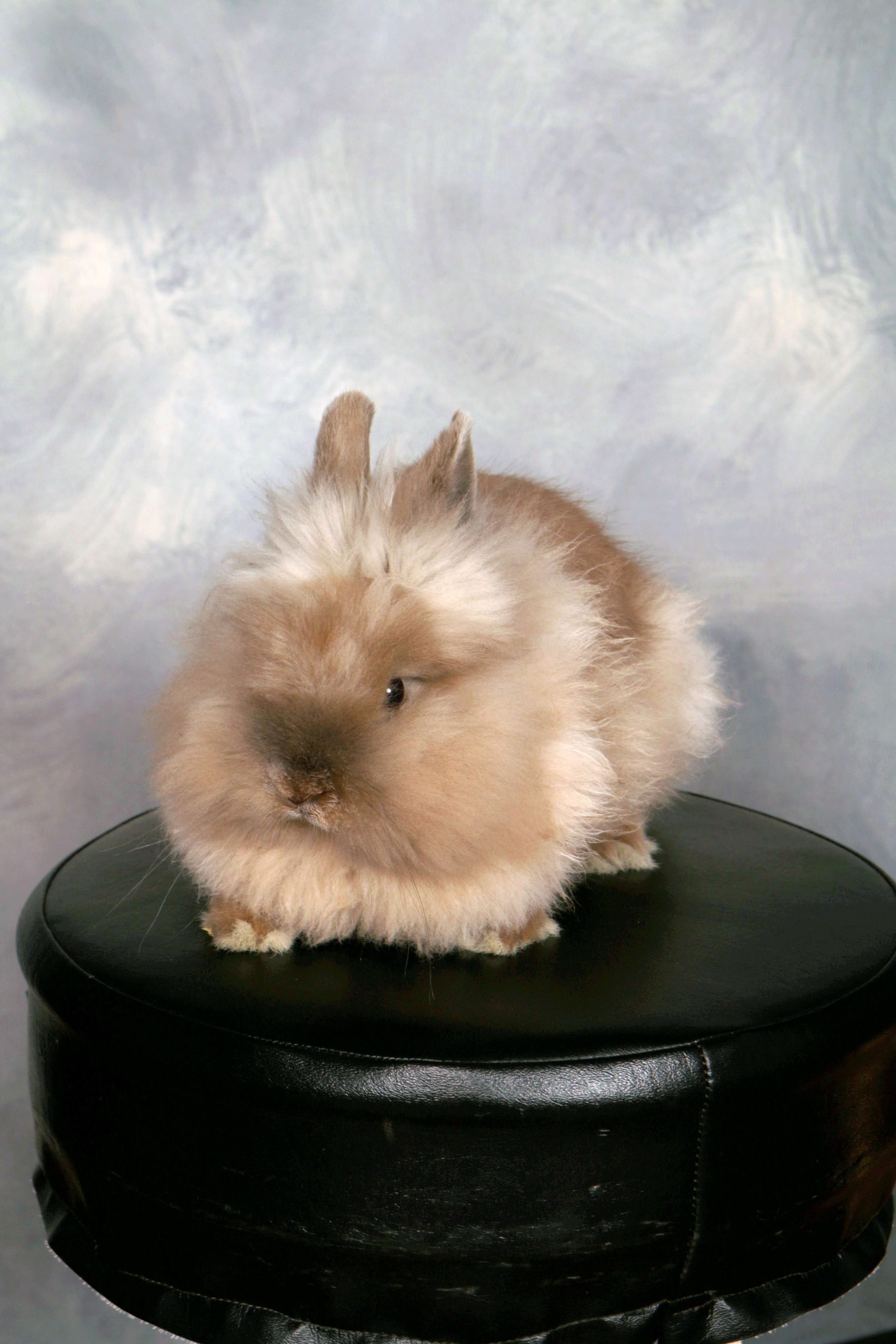 Mini Wheat - PennState PKP S19 house bunny